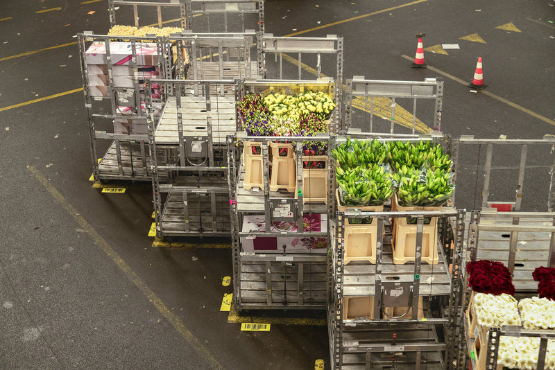 Transporte refrigerado de flores: dicas para o setor florícola